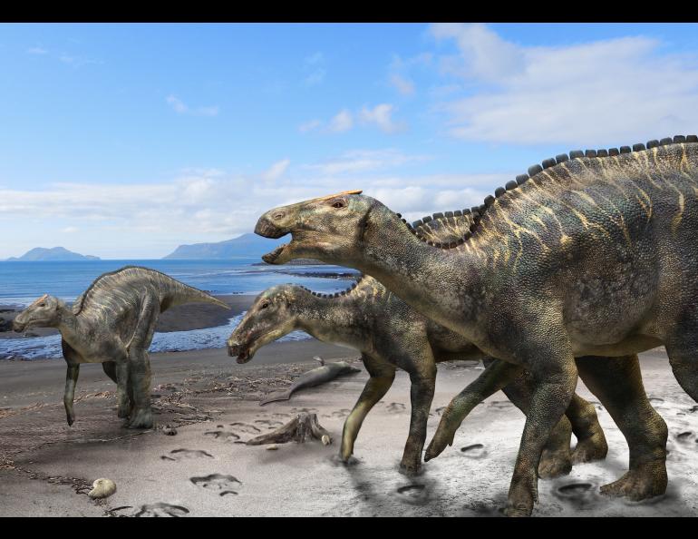 An artist’s rendering of a duck-billed, plant-eating dinosaur that was once common from Alaska to Colorado. Copyright Masato Hattori.