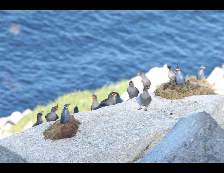 Several plastic crested auklet decoys stand amid wild crested auklets on Little Diomede Island. Photo by Hector Douglas.