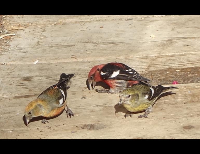 White-winged crossbills probe cracks in a cabin porch. Photo by Ned Rozell.