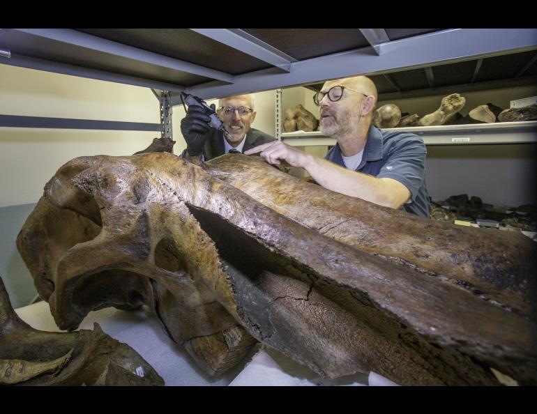 University of Alaska Fairbanks Chancellor Dan White and ecologist Mat Wooller sample a mammoth skull at the University of Alaska Museum of the North. UAF photo by Eric Engman.