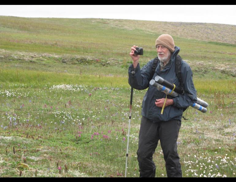 In August 2012, David Klein, then 85, carried sediment cores within plastic pipes over the surface of St. Matthew Island. Photo by Ned Rozell.