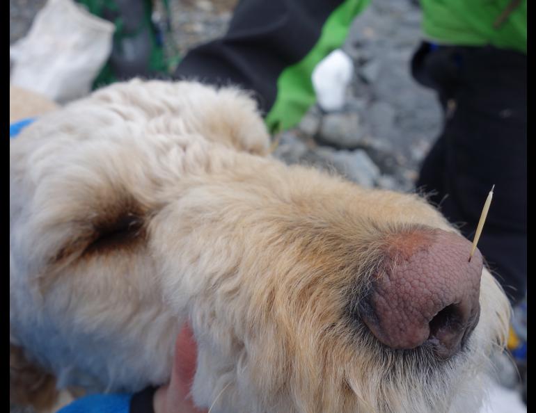 Even when impaled with a single porcupine quill, a dog’s nose is 1,000 times more sensitive to smells than yours. This dog, Freya, endured the removal of this quill and never went near a porcupine again. Photo by Ned Rozell.