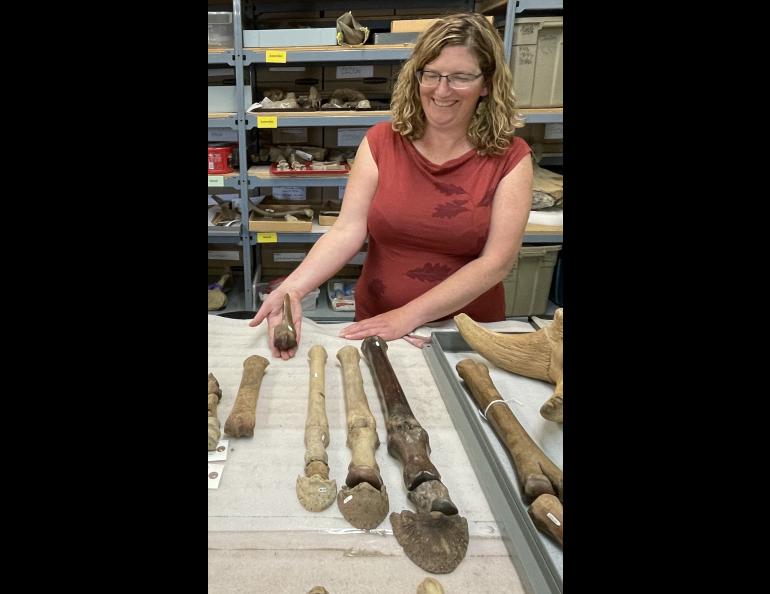Elizabeth Hall, assistant paleontologist for the Yukon government in Whitehorse, holds in her hand a leg bone from a horse that is 765,000 years old. Photo by Ned Rozell.