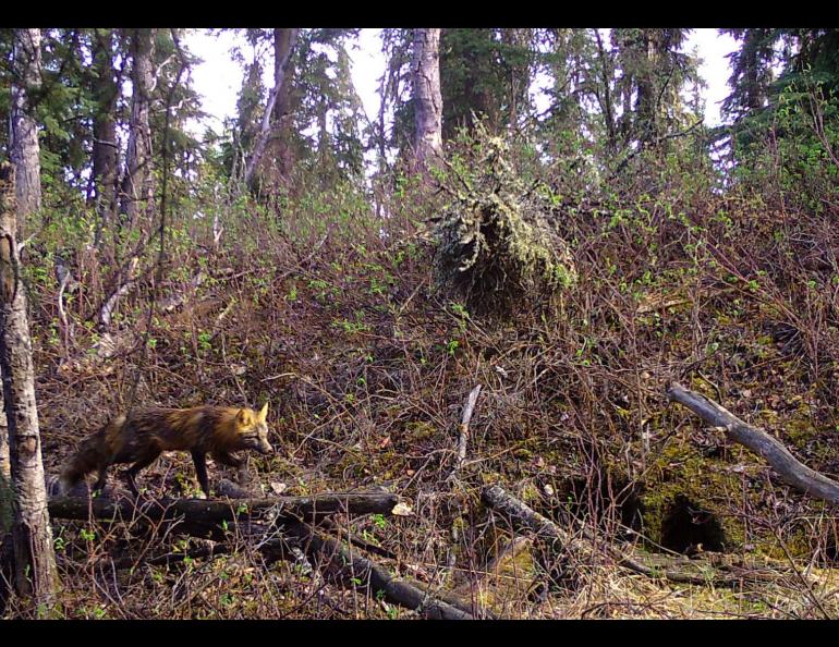 A female red fox that denned in the woods near Fairbanks. Photo by Ned Rozell.