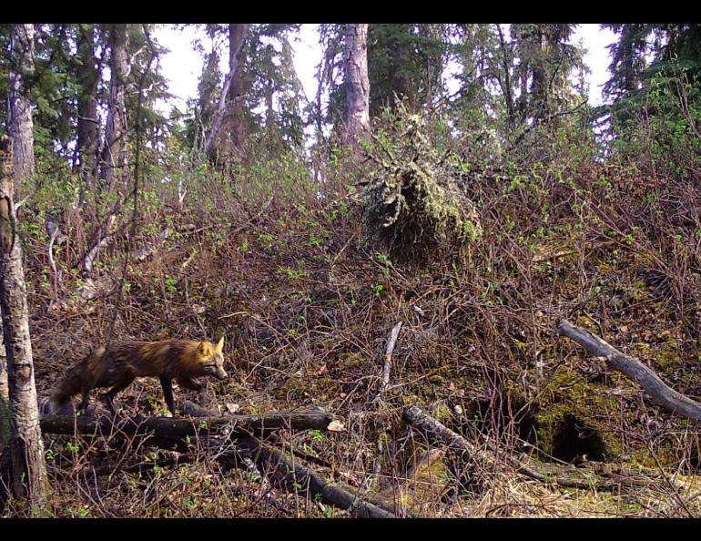 A red and black fox walks across a forest landscape