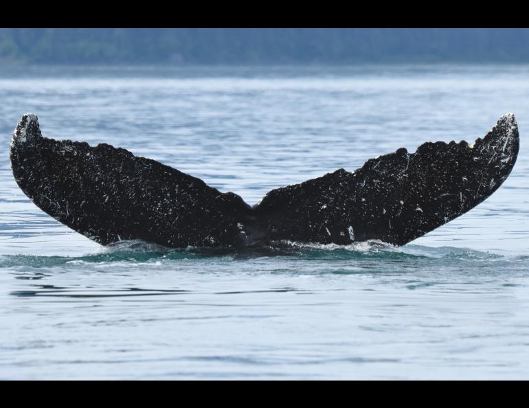 The fluke — or tail fin — of a female humpback whale biologists know as #219. Humpback whale tails are as unique as a human fingerprint. NPS photo by Christine Gabriele, taken under the authority of scientific research permit #21059 