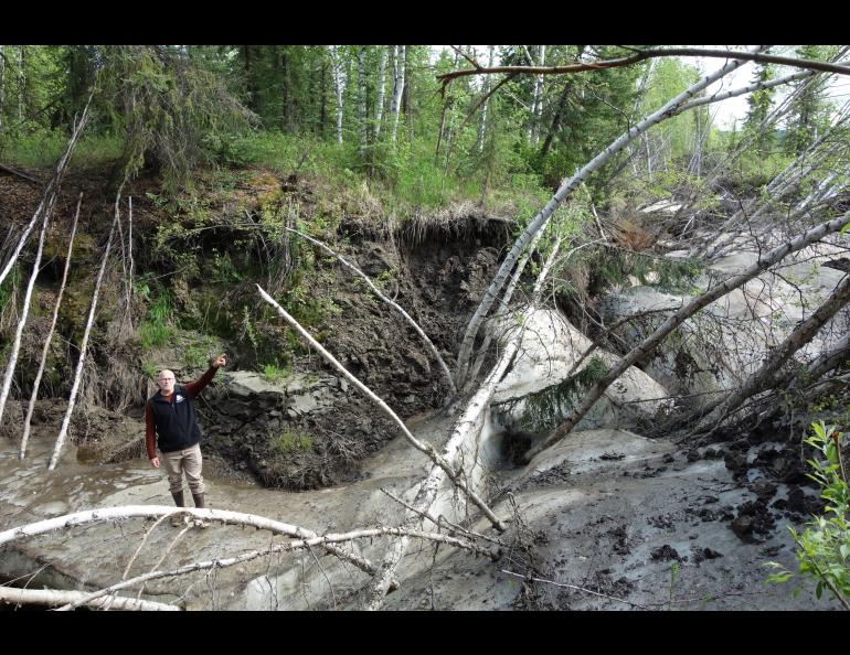 Permafrost specialist Tom Douglas pauses on the ice of a Fairbanks creek that shows recent bank erosion, probably due to the thawing of soil that had been frozen for many years. Photo by Ned Rozell.