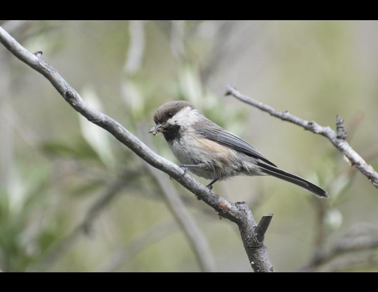 A gray-headed chickadee feeds along the Canning River in northern Alaska in 2015. Photo by Aaron Lang