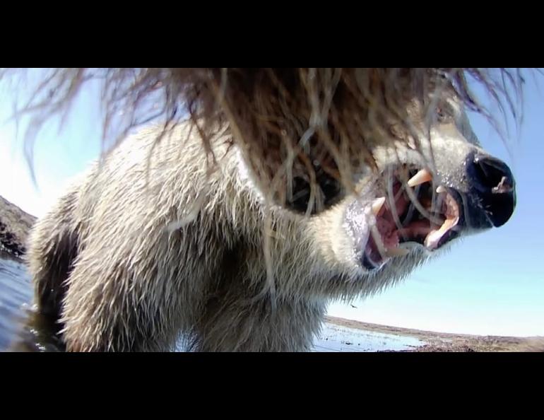 This image, made from a video taken from a grizzly bear's collar camera, shows two grizzly bears interacting on Alaska's North Slope. Image courtesy Ellery Vincent, Washington State University.