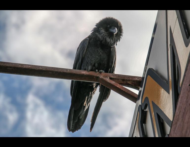 A Fairbanks raven looks down on an observer at the Shopper Forum Mall in May 2020. Photo by Hannah Foss.
