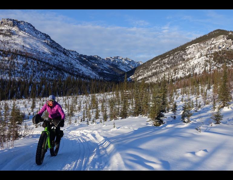 Hydrologist Heather Best rides her fat bike in the White Mountains National Recreation Area north of Fairbanks. Photo by Ned Rozell.