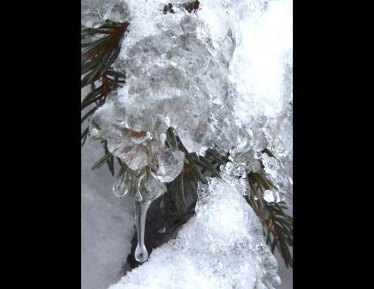 Ice on a spruce branch on Jan. 12, 2022, the result of a Fairbanks rain storm on Dec. 26, 2021. Photo by Ned Rozell.