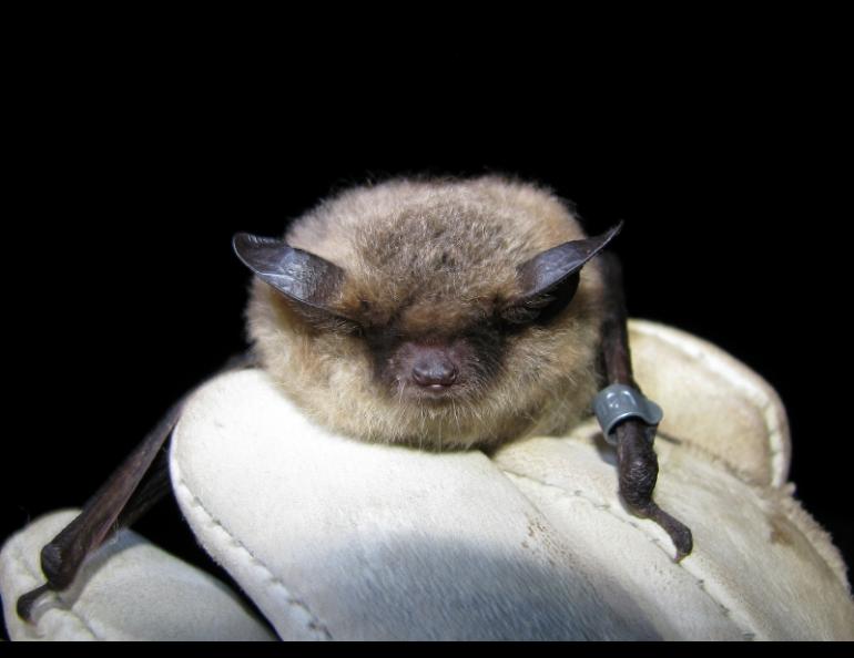 A little brown bat photographed by biologist Jesika Reimer.