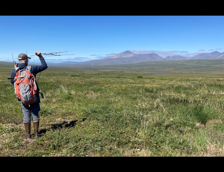 Bird researcher Jesse Conklin uses a radio antenna to relocate young bar-tailed godwits outside Nome on July 15, 2022. One of the birds Conklin and Dan Ruthrauff fitted with a satellite transmitter that day later flew from Alaska to Tasmania in a nonstop 11-day trip. Photo by Dan Ruthrauff.