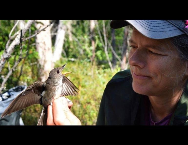 Biologist Julie Hagelin holds an olive-sided flycatcher that helped her with a recent study. Alaska Department of Fish and Game photo.
