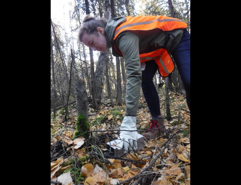 Katherine Newell of the Alaska Department of Health and Human Services in Anchorage checks a trap set for voles and squirrels north of Fairbanks, searching for signs of the never-before-documented Alaskapox virus. Photo by Ned Rozell. 