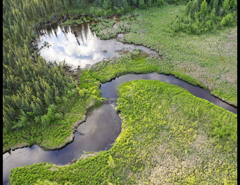 A view from above of a beaver dam on Goldstream Creek near Fairbanks. Photo by Ken Tape.