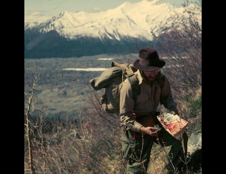George Argus collects samples of willow shrubs on a slope near the town of McCarthy, Alaska in 1955. Photo by Neil Davis.