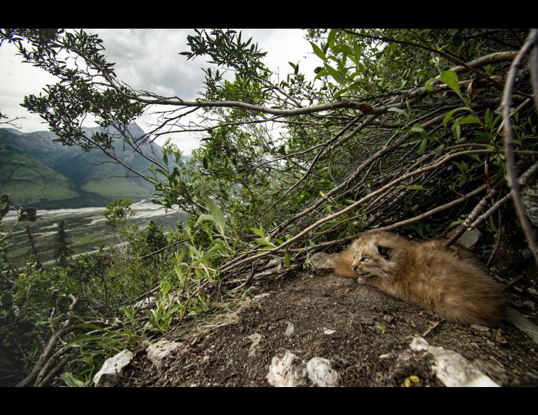 Lynx kittens in a den