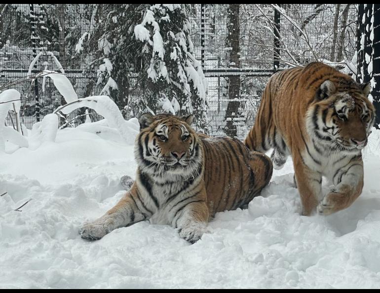 Tiger siblings Korol and Kunali relax in the snow at the Alaska Zoo in Anchorage. After each tiger died, zoo officials donated them to the UA Museum of the North in Fairbanks, where they are available for scientific research and outreach. Photo courtesy of the Alaska Zoo.