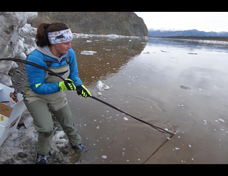 Liz Richards, a hydrologic technician for USGS, pulls in an anchor attached to a river-level measuring device from the Yukon River just downstream of Eagle, Alaska. Photo by Ned Rozell.