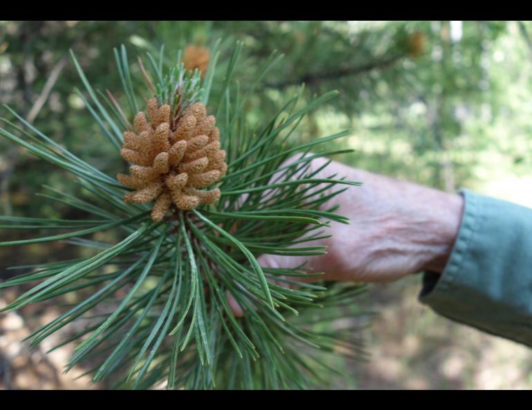 Artist Kes Woodward holds the tip of a lodgepole pine branch in a UAF exotic tree plantation. Photo by Ned Rozell.