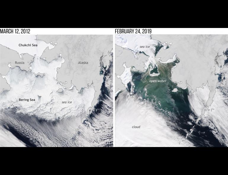 This NOAA satellite image of the Bering Sea in March 2012 shows extensive sea ice coverage, which was not the case near the maximum ice time this February. Image courtesy of NOAA. 