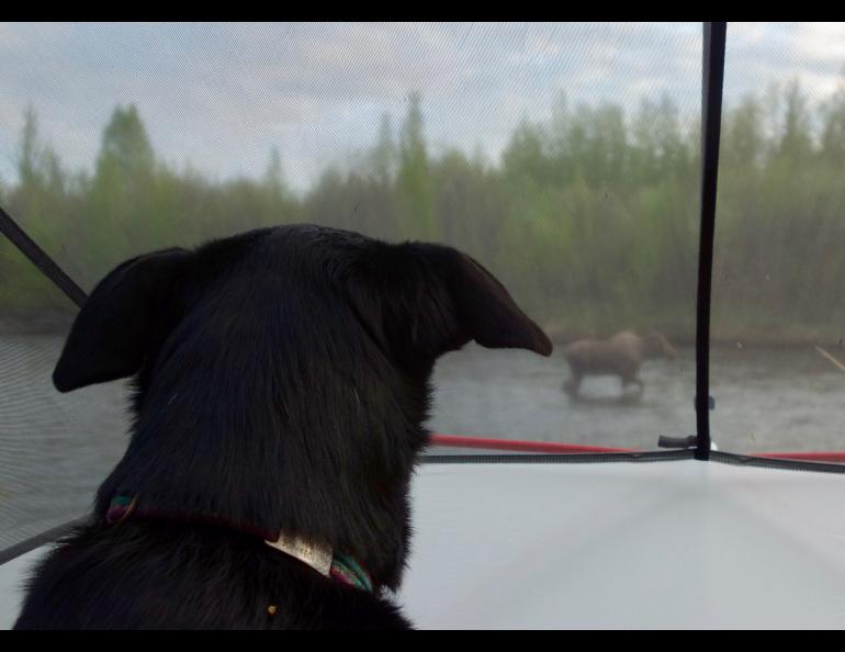 A moose walks past a tent in the upper Chena River near Fairbanks as Cora the dog watches. Photo by Ned Rozell.