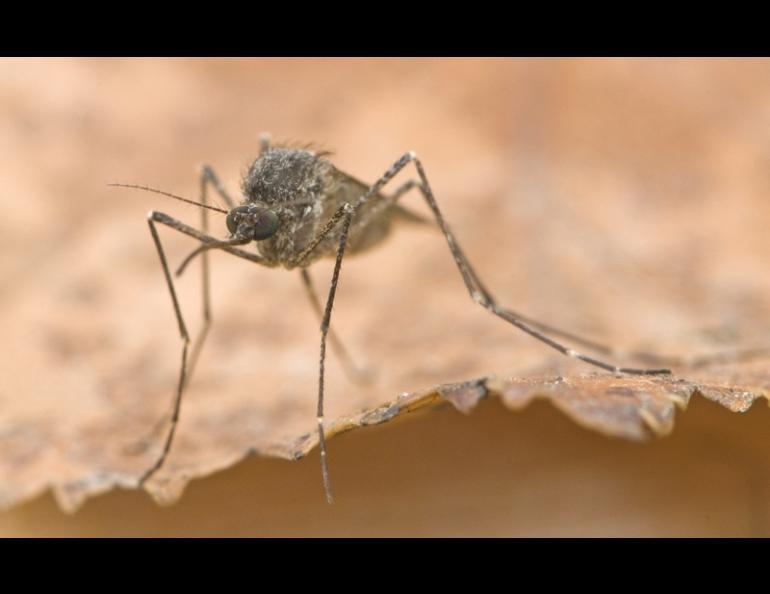 A mosquito on a leaf