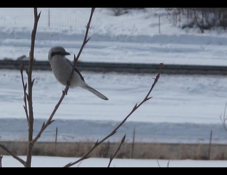 A northern shrike on the UAF campus. Photo by Ned Rozell.