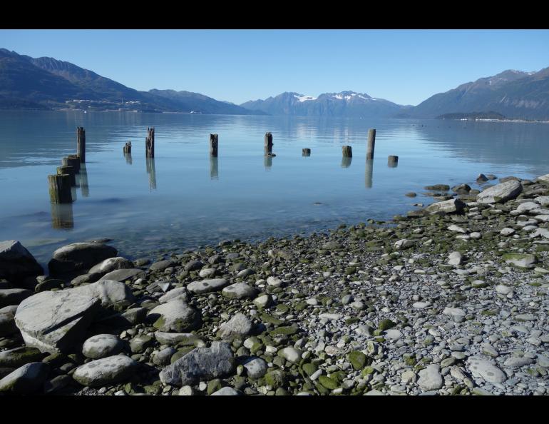 Pilings from a wharf at the former town of Valdez that waves destroyed after the Great Alaska Earthquake of March 1964. Photo by Ned Rozell.