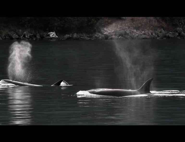 Killer whales in the Gulf of Alaska. Photo courtesy North Gulf Oceanic Society, NMFS research permit 20341.