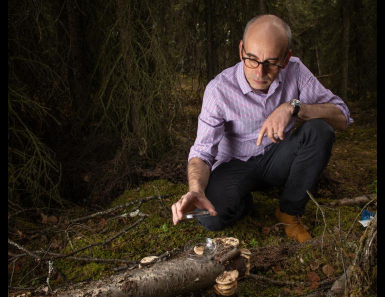 Mycologist Philippe Amstislavski, a professor at the University of Alaska Anchorage, examines a fungus he uses to bond wood fiber in a forest near the university. Photo by James R. Evans, University of Alaska Anchorage.