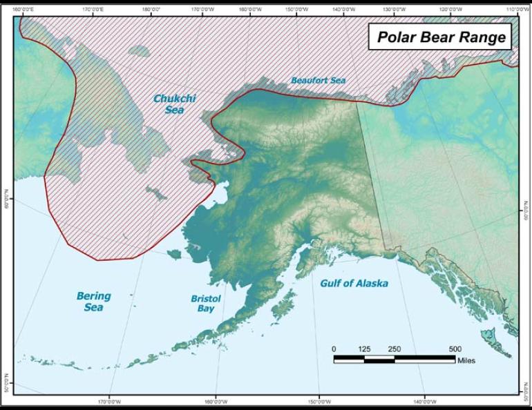 The range of polar bears on land and sea ice around Alaska. Alaska Department of Fish and Game graphic.