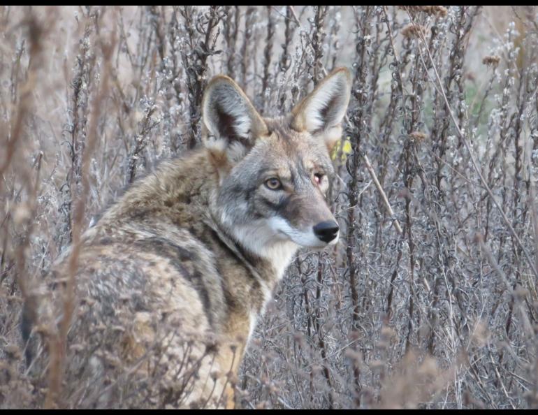 A coyote pauses on its way through the Presidio of San Francisco, a 2-square mile former military base that is now managed by workers for the National Park Service. Photo by Heather Liston.