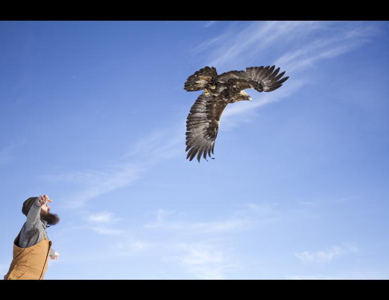 Biologist Bryce Robinson releases a golden eagle after taking body measurements and fitting it with a backpack satellite transmitter near Gunsight Mountain, between Palmer and Glennallen. Photo courtesy Travis Booms.