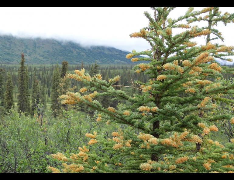 A white spruce tree infected by spruce needle rust fungus, a cosmetic disease that does not kill the tree. Photo by Ned Rozell.