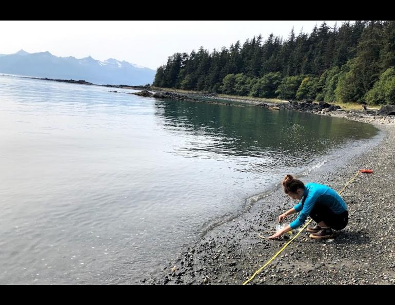 University of Alaska Southeast graduate student Muriel Walatka gathers samples of beach sand to examine for microplastics at Auke Recreation Area in Juneau in August 2019. Photo courtesy Sonia Nagorski.