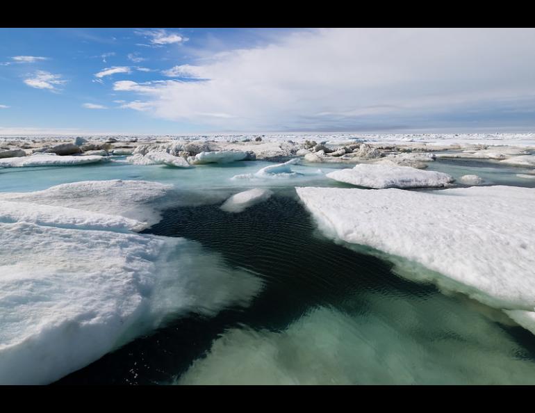 Slabs of sea ice float in the Chukchi Sea in July 2021. Photo by Lisa Hupp, U.S. Fish and Wildlife Service.