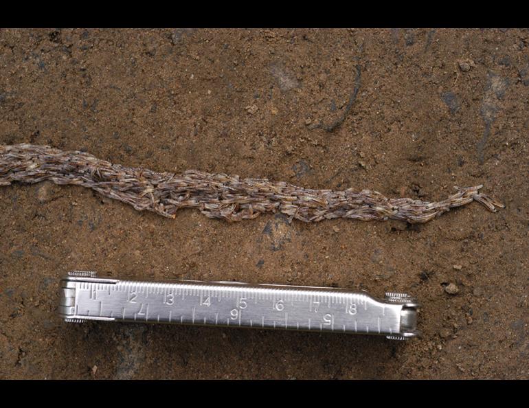 Derek Sikes photographed this column of many snakeworm gnat larvae crossing a road in Fairbanks in 2007. Photo by Derek Sikes.