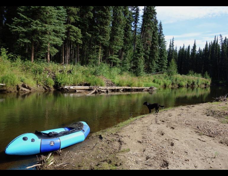 Alaska waterways like the Chena River carry Giardia parasites expelled from a variety of animals, including humans. Photo by Ned Rozell.