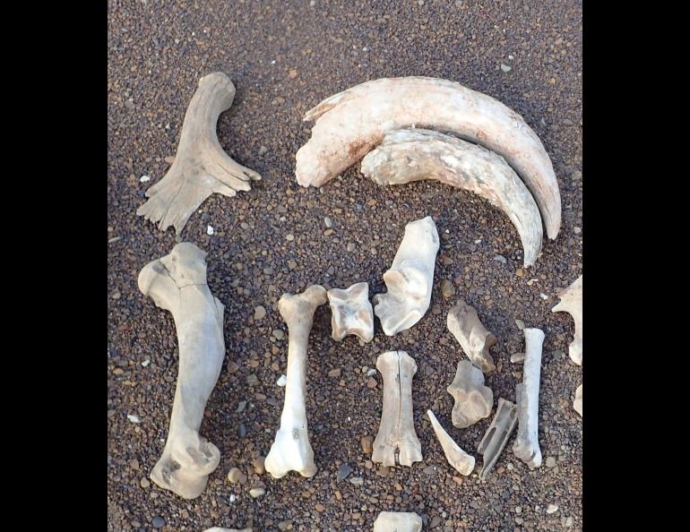 A 14,000-year-old fragment of a moose antler, top left, rests on a sand bar of a northern river next to the bones of ice-age horses, caribou and muskoxen, as well as the horns of a steppe bison. Photo by Pam Groves.