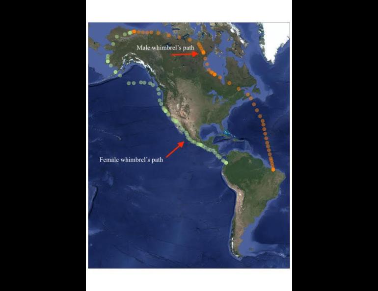 The divergent migration paths of a mated pair of whimbrels, shorebirds that migrate from South America to Alaska and back. Illustration by Dan Ruthrauff.