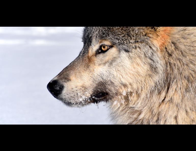 Wolf-virus study shows the virtue of space | Geophysical Institute