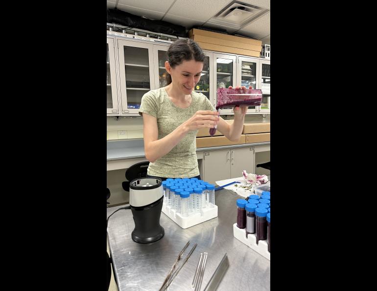 Zuzana Vaneková works in a University of Alaska Fairbanks lab where she freeze-dried Alaska blueberries in order to carry them home to Austria for analysis. Photo by Pat Holloway.