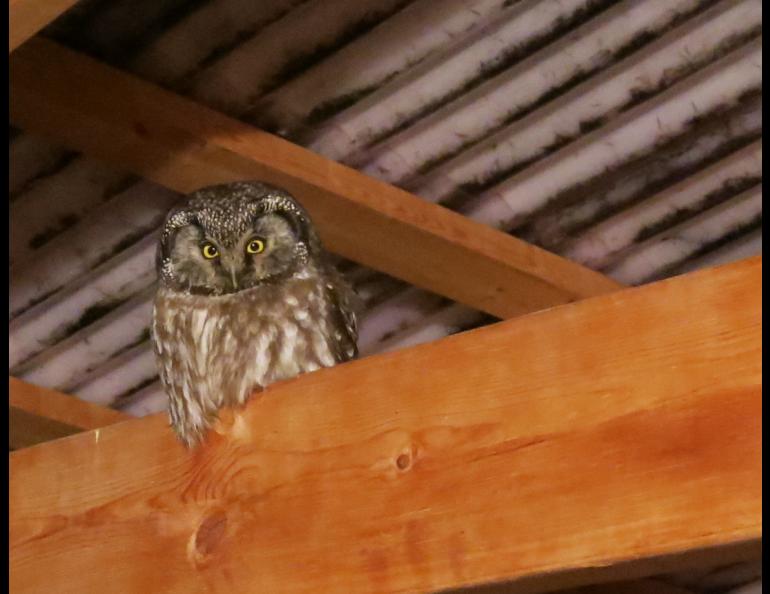 An adult boreal owl in late winter. Photo by Ned Rozell.