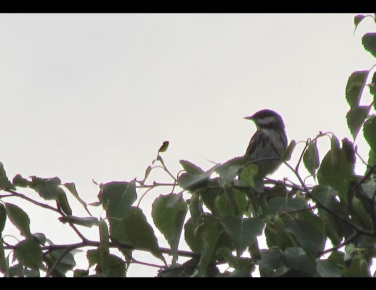 A blackpoll warbler singing from a treetop in South Fairbanks. Photo by Ned Rozell.