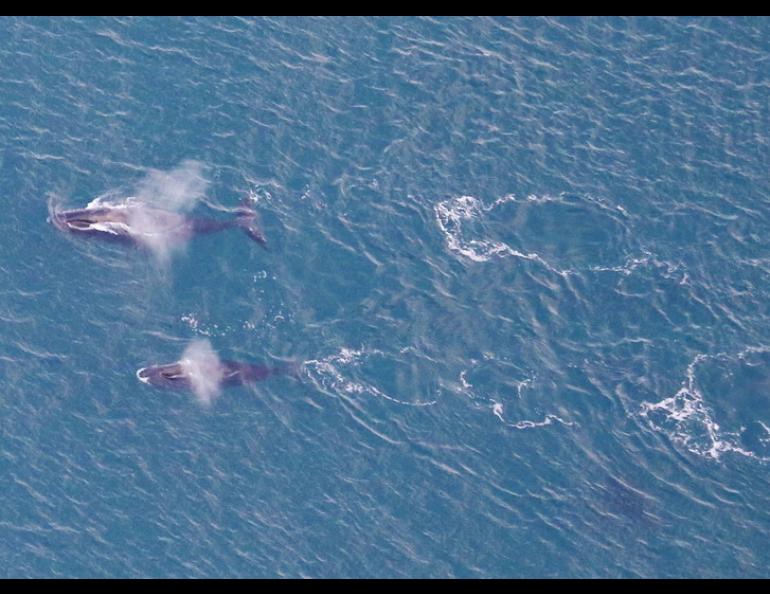 Bowhead whales off the coast of northern Alaska in fall 2020. NOAA biologist Amy Willoughby took this photo during an airplane survey of the whales. Photo by Amy Willoughby.