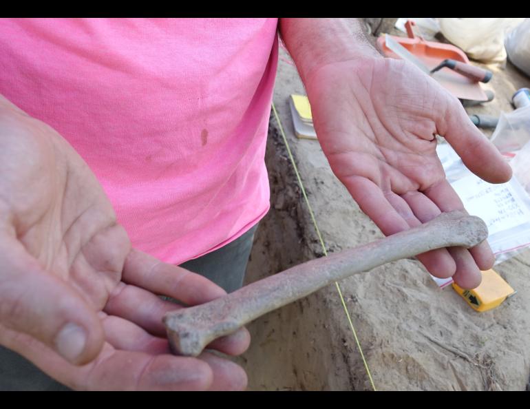 Archaeologist François Lanoë holds an 8,000-year-old bone that may have belonged to a dog and was unearthed recently in Delta Junction. Photo by Ned Rozell.