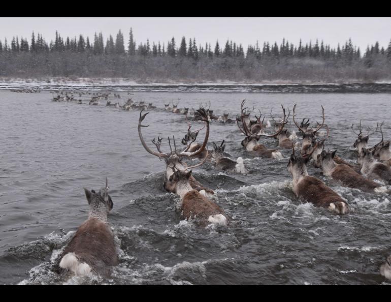 Caribou cross the Kobuk River in northwestern Alaska. Photo by Kyle Joly.